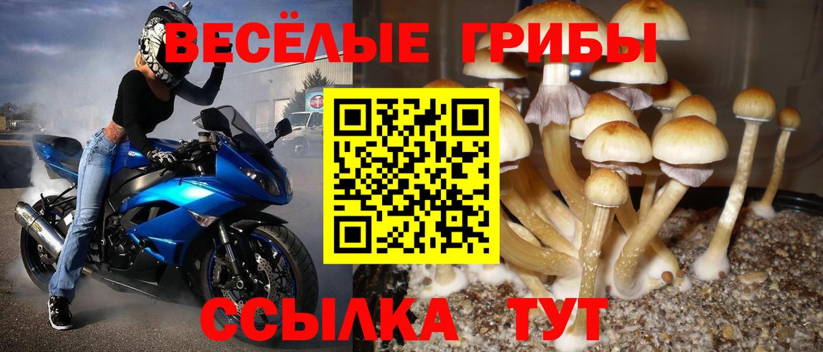 Алейск  Галлюциногенные грибы Psilocybe  где продают   Вход с VPN 
